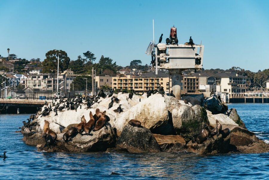 Monterey Bay: Whale Watching Tour - Key highlights worth your attention