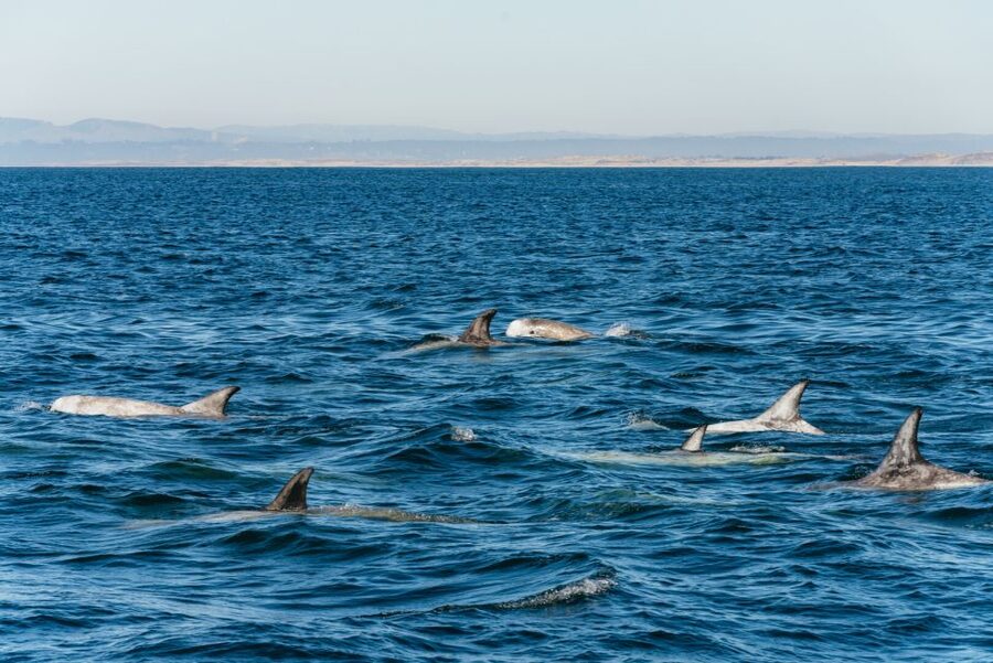 Monterey Bay: Whale Watching Tour - FAQ
