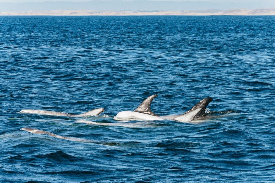 Monterey Bay: Whale Watching Tour - Where it all starts: Discovery Whale Watch at Fisherman’s Wharf