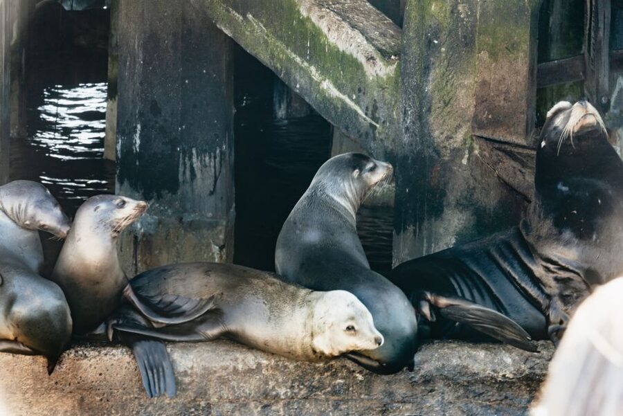 Monterey Bay: Whale Watching Tour - Price and value: is $75 fair for 3 to 4 hours on the bay?