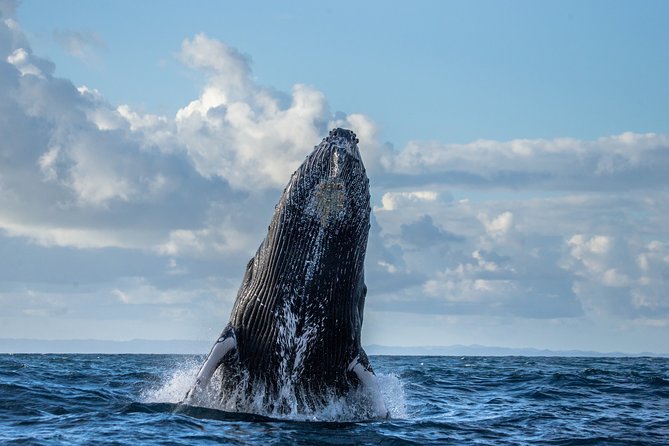 Monterey Bay Whale Watching - Species chances: what you’re hoping to see