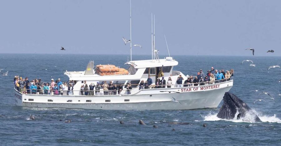 Monterey: Monterey Bay Dolphin and Whale Watching Boat Tour - From 201 Washington Street to 48 Fishermans Wharf