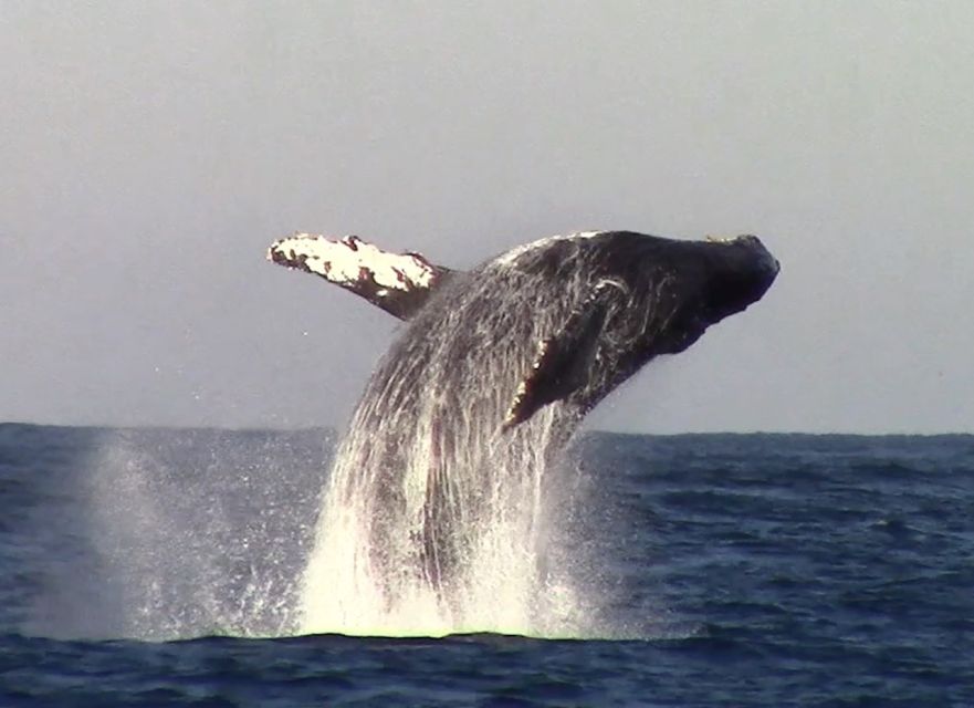 Monterey: Monterey Bay Dolphin and Whale Watching Boat Tour - Onboard Lessons: Kelp Forests and Humpback Patterns