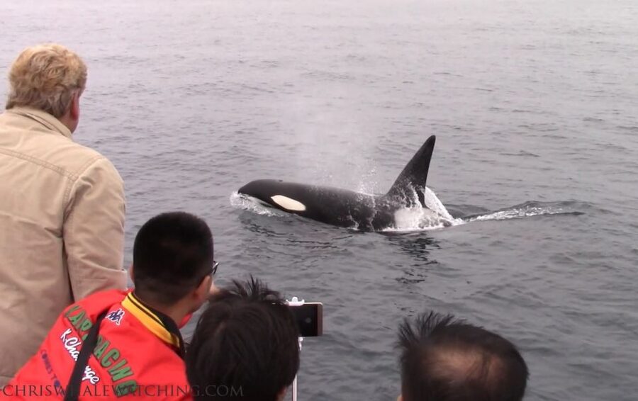 Monterey: Monterey Bay Dolphin and Whale Watching Boat Tour - Comfort and Safety: What to Expect on Deck