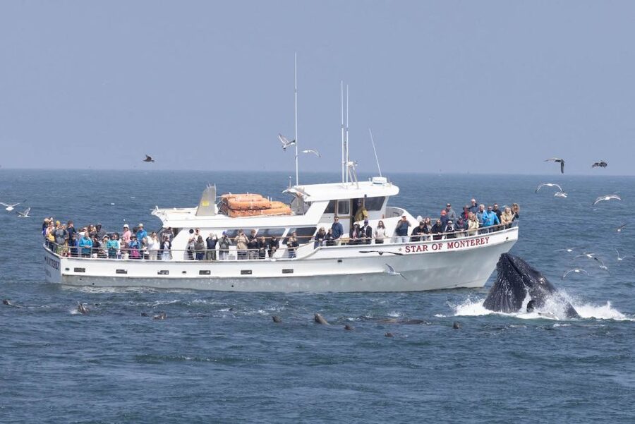 Monterey: Monterey Bay Dolphin and Whale Watching Boat Tour - How the Cruise Uses the Bay’s Wildlife Hotspots