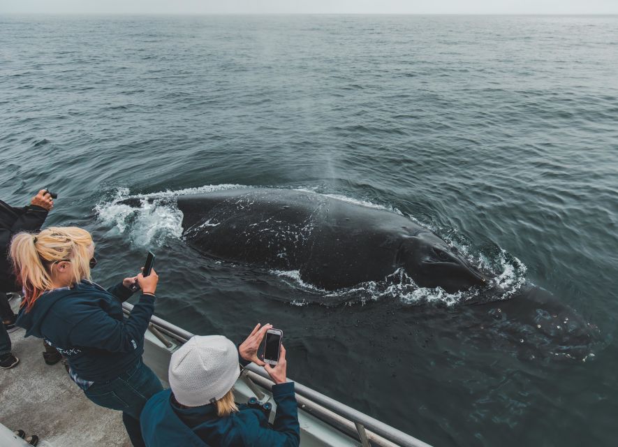 Monterey: Sunset Whale Watching Cruise with A Guide - Key highlights worth waking up for