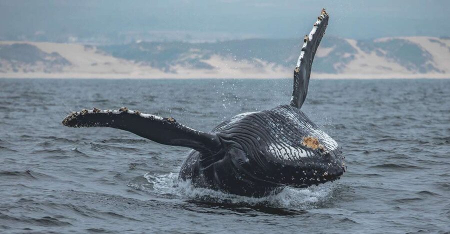Monterey: Sunset Whale Watching Cruise with A Guide - Why Monterey’s Sunset Works So Well for Whales