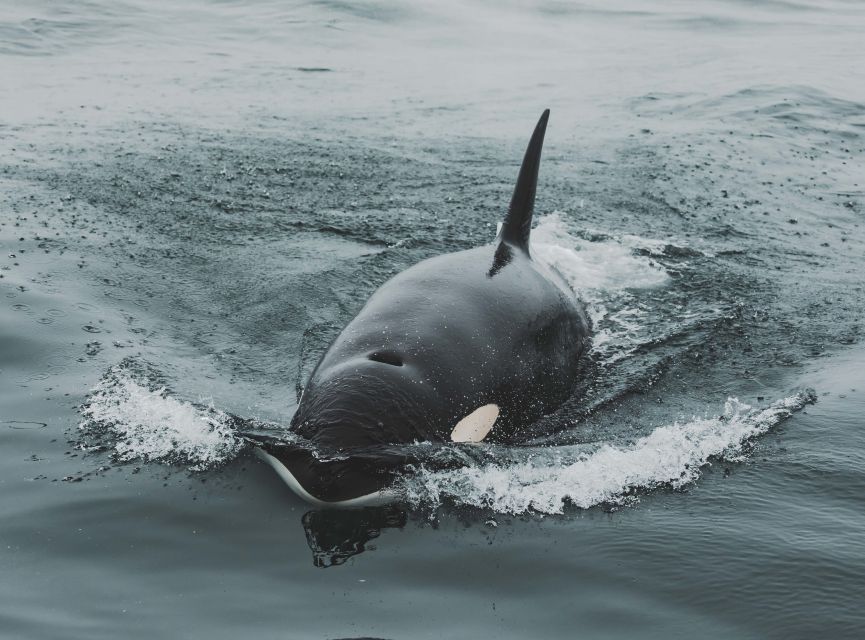 Monterey: Sunset Whale Watching Cruise with A Guide - On Board for 3 Hours: The Cruise Flow You Can Expect