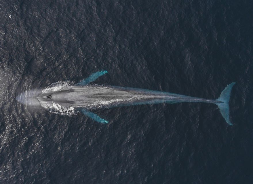 Monterey: Sunset Whale Watching Cruise with A Guide - The Guide Factor: From Isaiah to Andrew, and the Answers You Get