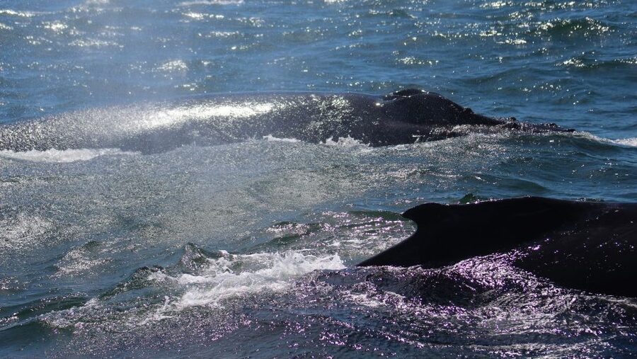 Monterey: Sunset Whale Watching Cruise with A Guide - The Reality Check: Weather, Wind, and Sea-Sickness Tips