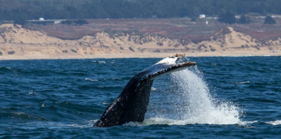 Monterey: Sunset Whale Watching Cruise with A Guide - Price and Value: Is $75 for 3 Hours a Smart Buy?