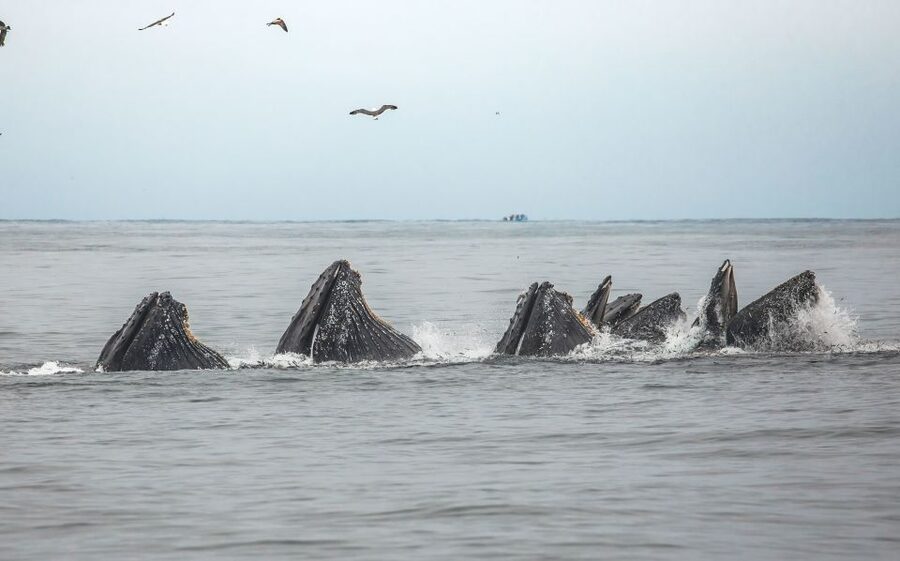 Monterey: Sunset Whale Watching Cruise with A Guide - Who This Cruise Is Best For (and Who Should Rethink It)