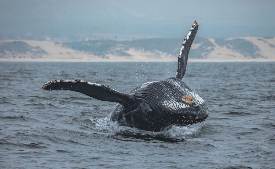 Monterey: Sunset Whale Watching Cruise with A Guide - Meeting at Fisherman’s Wharf: Where You Start and What Check-In Requires