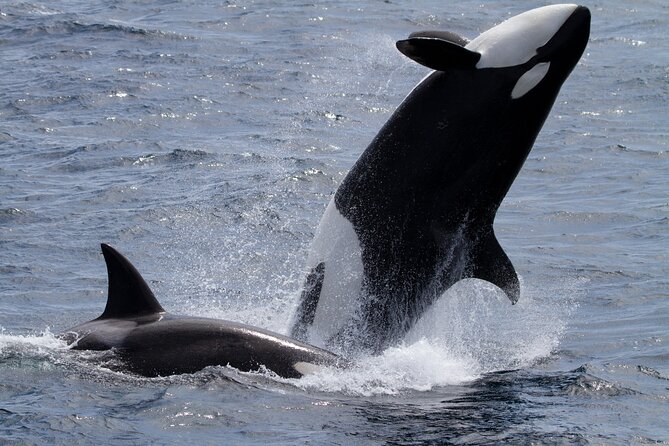 Monterey Whale Watching Tour - Naturalists on board: turning a sighting into a story