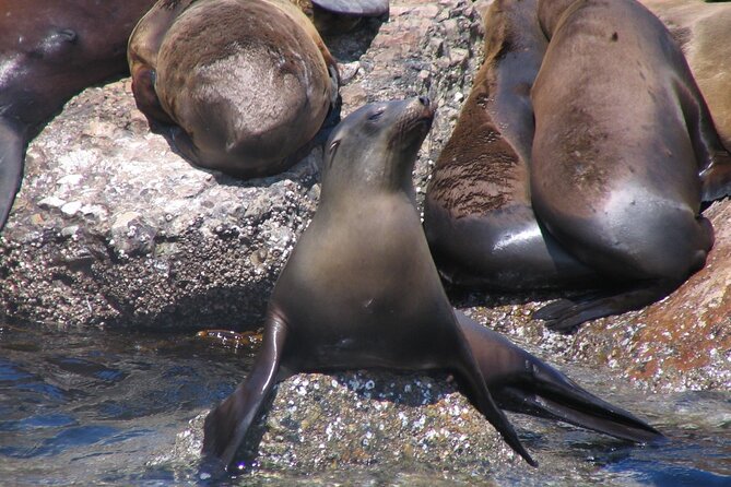 Monterey Whale Watching Tour - Timing and the first hour: don’t panic if it starts slow