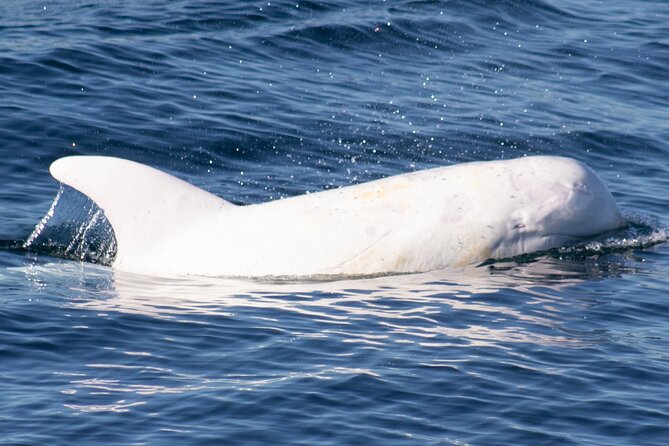 Monterey Whale Watching Tour - Price and value: is $70 worth it, plus the $20 VIP?