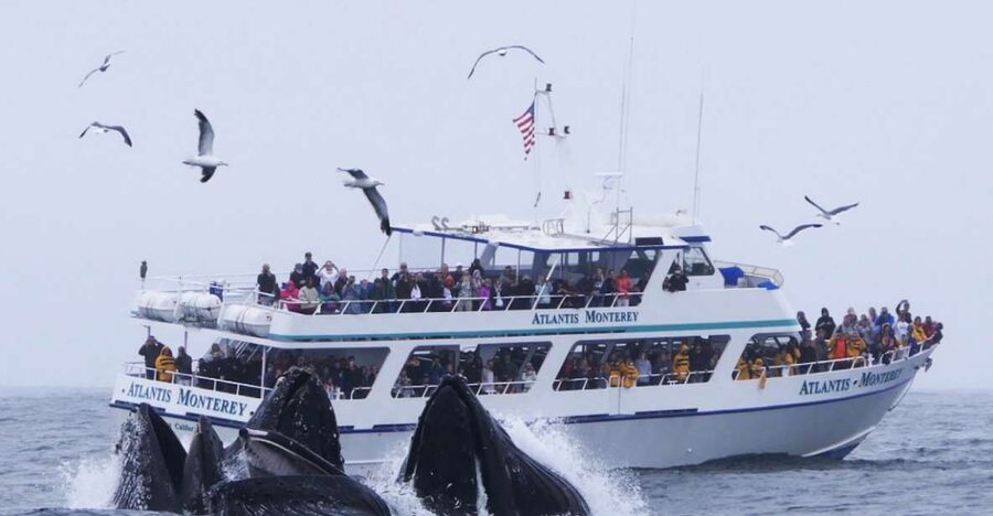 Monterey: Whale Watching Tour with A Marine Guide - Key highlights