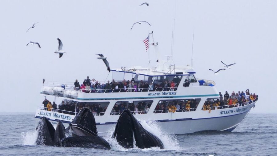 Monterey: Whale Watching Tour with A Marine Guide - Why Monterey Bay whale watching feels different