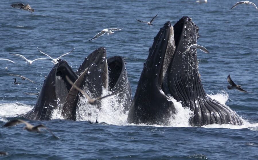 Monterey: Whale Watching Tour with A Marine Guide - Onboard comfort: Princess Monterey vs Atlantis Monterey