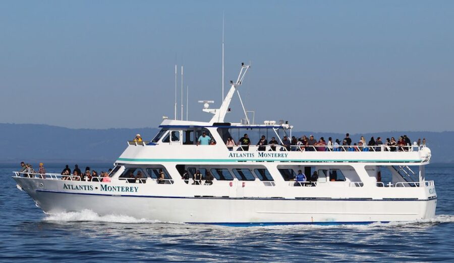 Monterey: Whale Watching Tour with A Marine Guide - What you can realistically see by season