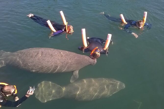 Most Popular 3hr Manatee Swim Tour + In-Water Guide! - Manatees in the Wild, with a Real 3-Hour Rhythm