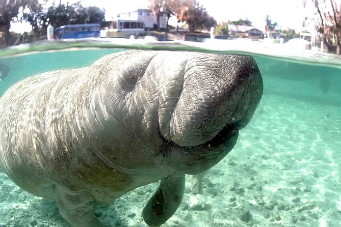 Most Popular 3hr Manatee Swim Tour + In-Water Guide! - How Manatee Manners Guides Your Behavior Underwater