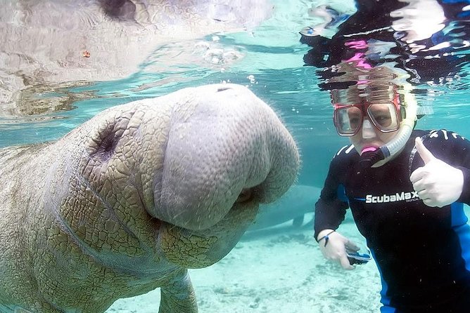Most Popular 3hr Manatee Swim Tour + In-Water Guide! - Price and Value at $76, With Gear and a Guide Included