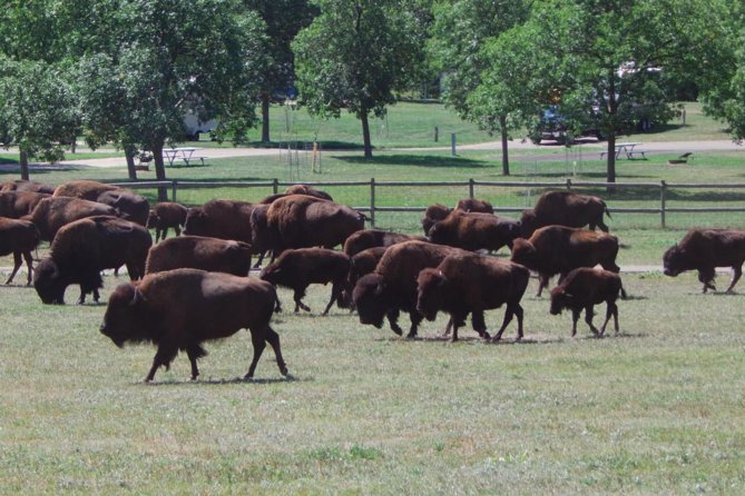 Mount Rushmore and Black Hills Tour with Two Meals and a Music Variety Show - The coach ride: comfort, bathroom stops, and why this beats rental-car chaos