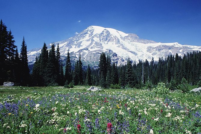 Mt. Rainier Day Tour from Seattle - Seattle pickup, small group size, and what the ride feels like