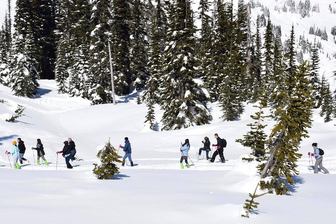 Mt. Rainier National Park Highlights Tour - Paradise Valley: Lunch With a View, Winter Access Rules, and How to Plan for Uncertainty