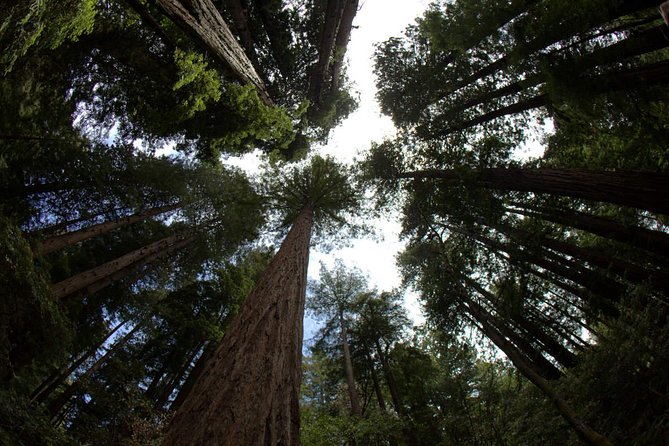 Muir Woods and Sausalito Morning Tour Small-Group Half Day - The morning plan: fast access, not a rushed checklist