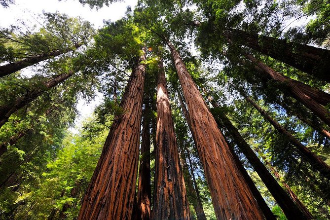 Muir Woods and Sausalito Morning Tour Small-Group Half Day - Golden Gate Bridge vista stop: short, but useful