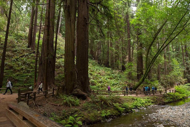 Muir Woods and Sausalito (Return by Bus or Ferry) - Golden Gate Bridge and Marin Headlands: the 10-minute stop that actually pays off