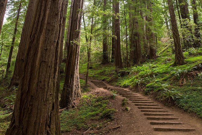 Muir Woods and Sausalito (Return by Bus or Ferry) - Sausalito in 60 minutes: waterfront photos, shops, and choosing smart food