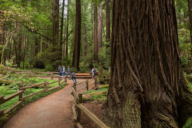 Muir Woods and Sausalito (Return by Bus or Ferry) - Muir Woods 90 minutes: how to get the best walk without feeling rushed