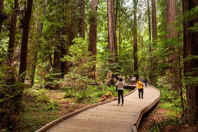 Muir Woods and Sausalito Tour Plus Bay Cruise - Price and value: what $133 buys you, and what to watch