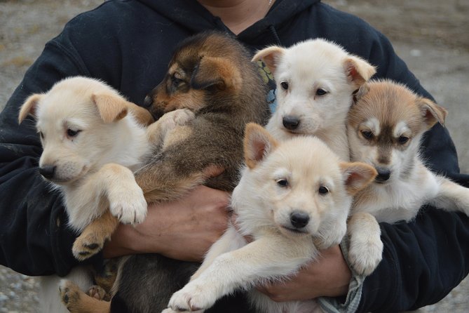 Mush Your Own Sled Dog Team (Summer/Fall Tour) - Meet at 13484 E Main St, Then Let the Shuttle Do the Thinking