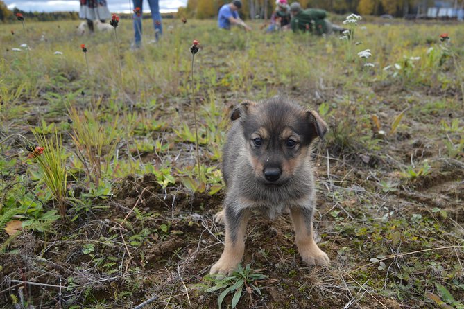 Mush Your Own Sled Dog Team (Summer/Fall Tour) - The Checkpoint Water Break and Photo Moment