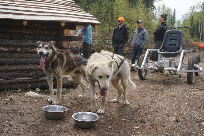 Mush Your Own Sled Dog Team (Summer/Fall Tour) - The 20-minute Return: When You Start Feeling the Rhythm