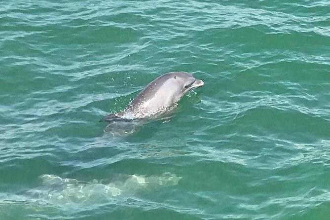 Myrtle Beach Dolphin Cruise - How the dolphin odds really work (and how to enjoy it either way)