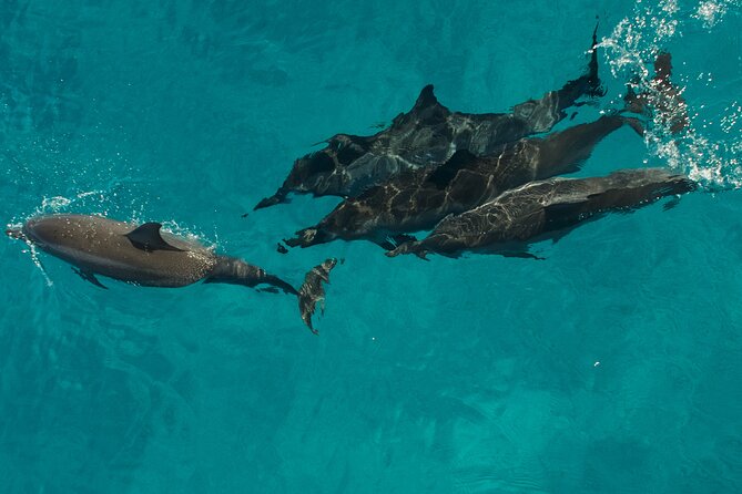 Na Pali Coast Half-Day Raft and Snorkel Adventure - Sea caves and waterfalls: the weather makes or breaks the magic