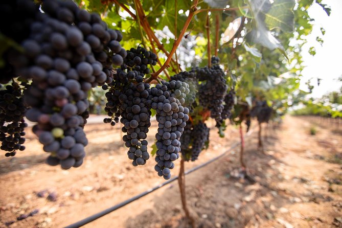 Napa and Sonoma Wine Country Full-Day Tour from San Francisco - Sonoma Plaza lunch break: where you control your own day