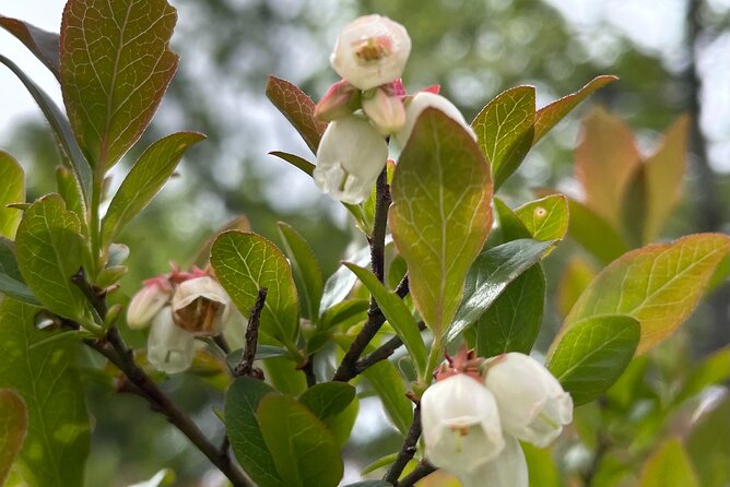 Narrated Bus Tour of Bar Harbor and Acadia National Park - Sieur de Monts Spring and the Wild Gardens: a nature center break (15 minutes)
