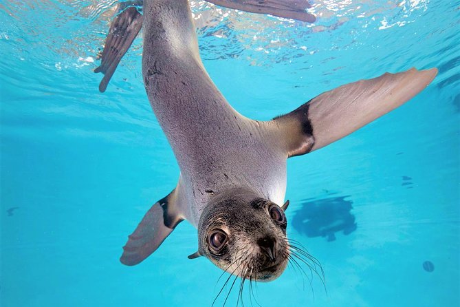 New England Aquarium Admission Ticket in Boston - Mobile ticket and priority entry: how to save real time