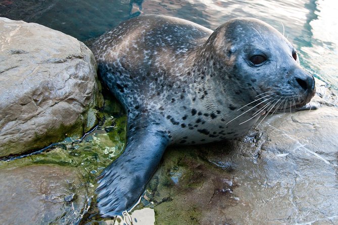 New England Aquarium Admission Ticket in Boston - Marine mammal moments: seals and sea lions up close
