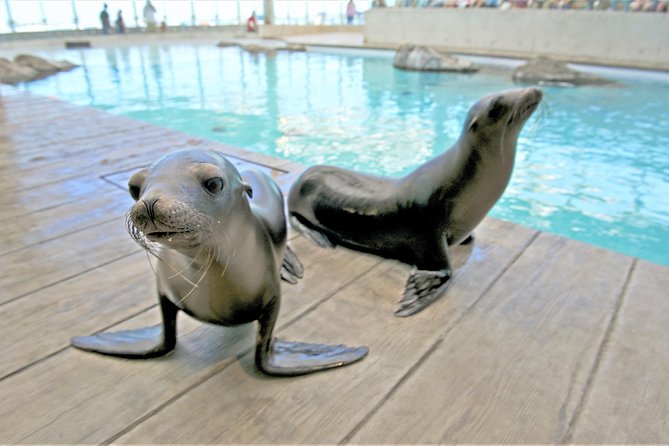 New England Aquarium Admission Ticket in Boston - Sea turtle feeding and the names to remember