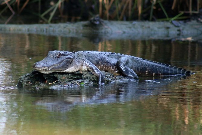 New Orleans Airboat Ride - Lafitte After the Airboat: Albino Alligator Exhibit and Food Stop