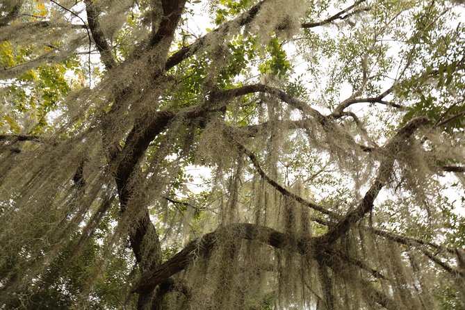 New Orleans Airboat Ride - Getting to Lafitte: Pickup Timing and the Real Logistics