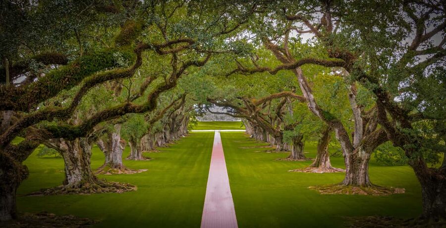 New Orleans: Bayou Swamp Tour and Oak Alley Plantation Tour - Two Louisiana Icons in One Scheduled Day Trip