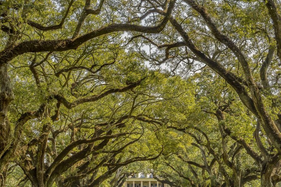 New Orleans: Bayou Swamp Tour and Oak Alley Plantation Tour - Manchac Swamp by Cajun Pride: What the Boat Tour Is Like